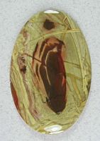 Carrasite Jasper